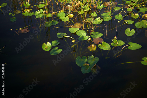 Green lily pads floating on a calm, dark pond surface under natural light, Everglades, Florida, USA