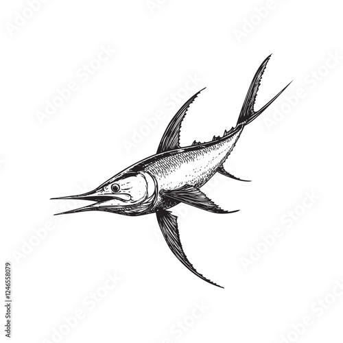 marlin fish isolated on white background