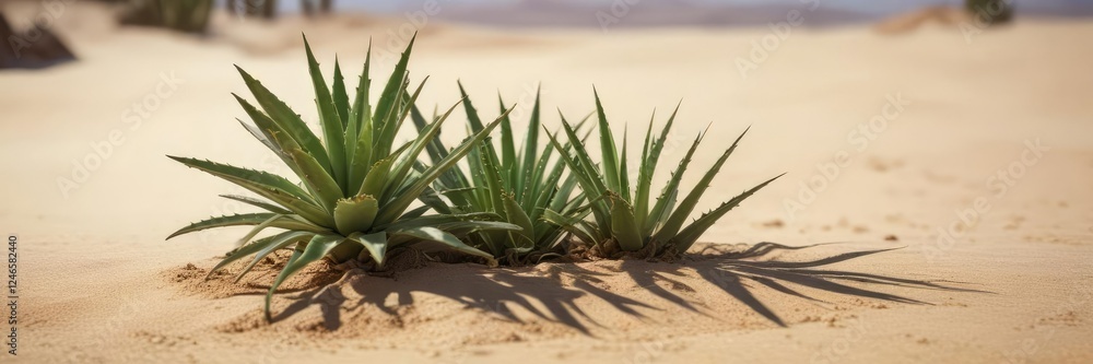 Side view of an aloe vera plant growing in the sand, aesthetic desert landscape, succulent in the sand, natural deserts Side view of an aloe vera plant growing in the sand, aesthetic desert landscape, succulent in the sand, natural deserts
