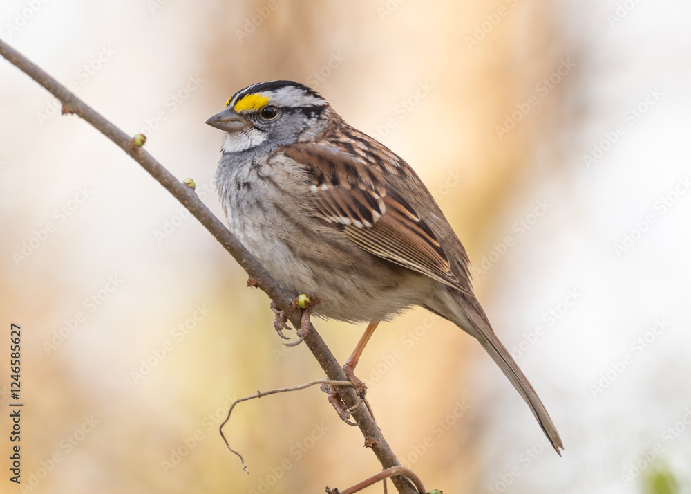 Fototapeta premium A close up of a White-throated Sparrow perched on a thin twig