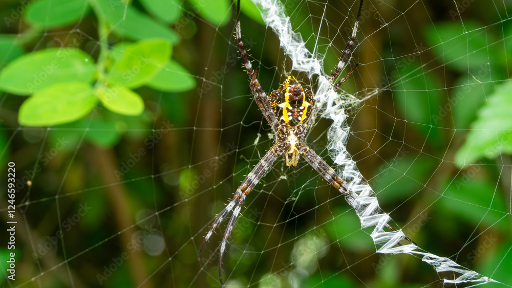 Close-Up of Spider in Web with Intricate Patterns on Green Background Close-Up of Spider in Web with Intricate Patterns on Green Background