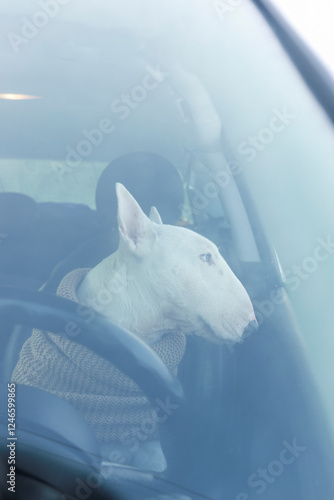 White bull terrier dog in a car