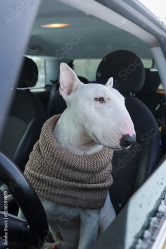 White bull terrier dog in a car