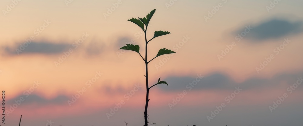 Seedling Silhouette at Sunset New Growth and Hope Seedling Silhouette at Sunset New Growth and Hope