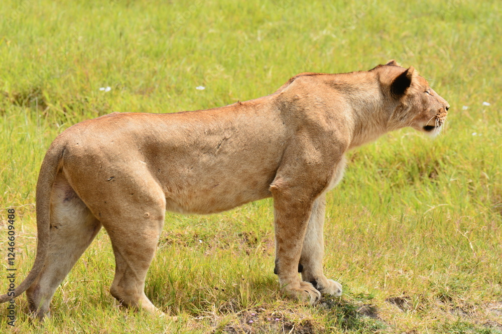 Obraz premium Lionne en pleine chasse dans les plaines du Serengeti