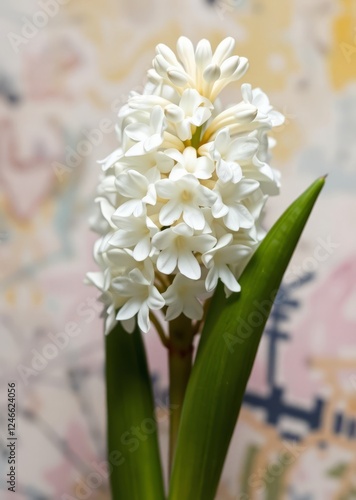 Hyacinthus orientalis flower on an abstract background white (carnegie) hyacinth hello spring selective focus close-up easter border border easter spring decoration background card frame holiday photo