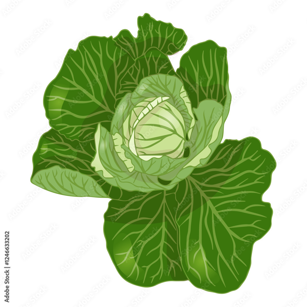 Obraz premium Cabbage head in flat style. Vector illustration isolated on white background.
