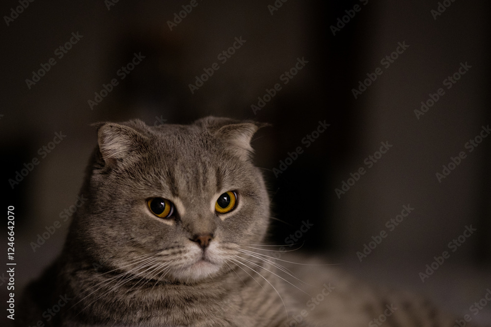 Obraz premium A close-up portrait of a gray cat with golden eyes, featuring soft fur and moody lighting.
