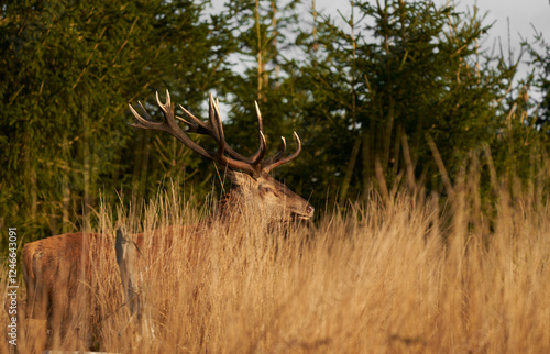 Red deer hiding in the gras photo