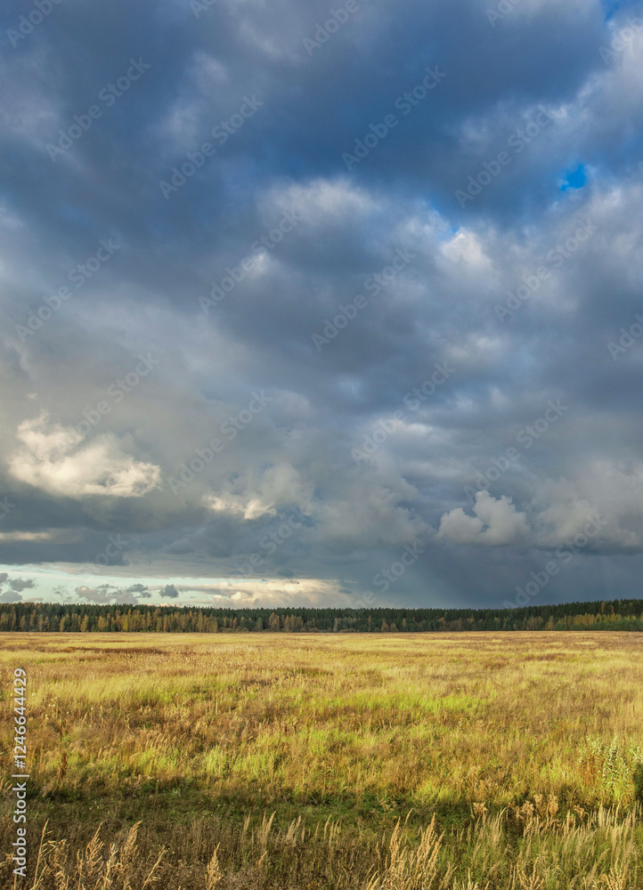 Field of grass with a cloudy sky in the background Field of grass with a cloudy sky in the background