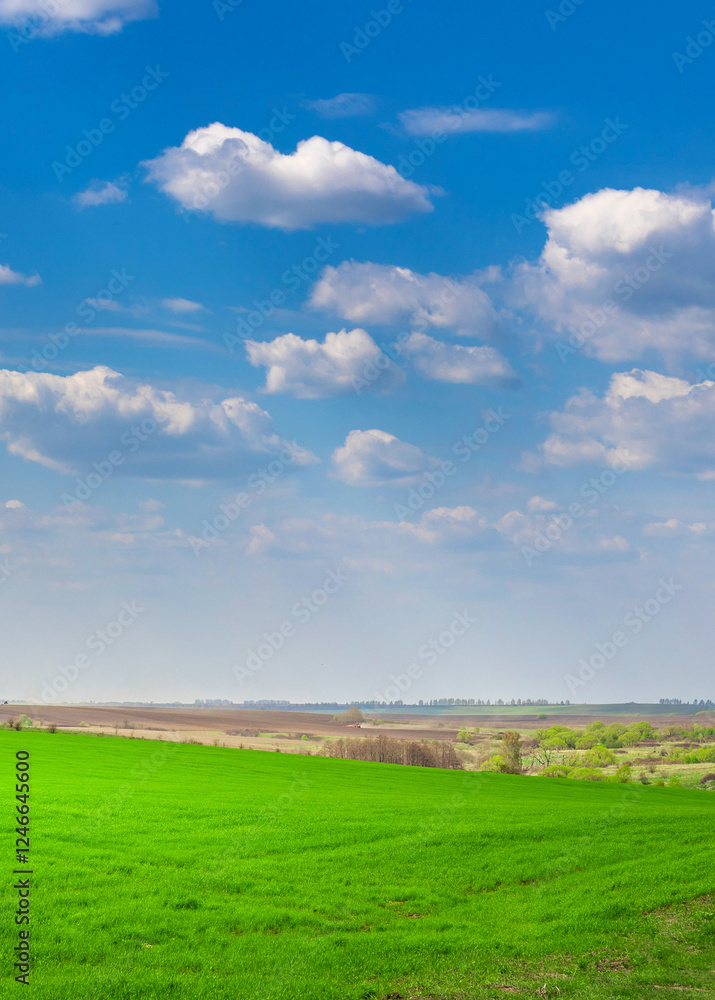 Fototapeta premium Large field of grass with a clear blue sky above