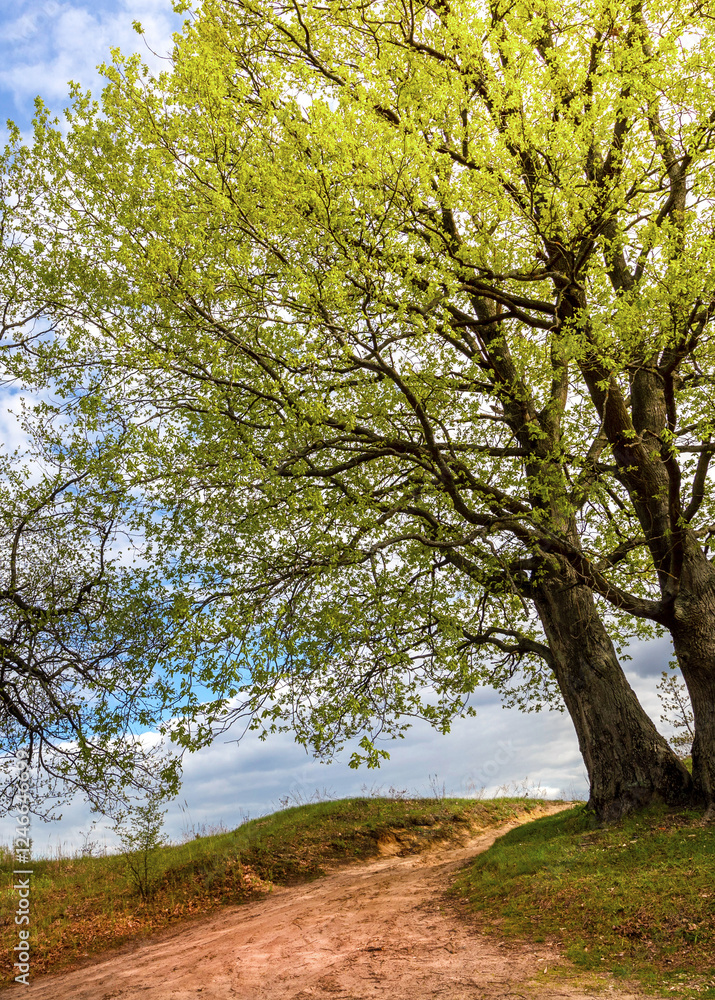 Tree with green leaves is on a hill Tree with green leaves is on a hill