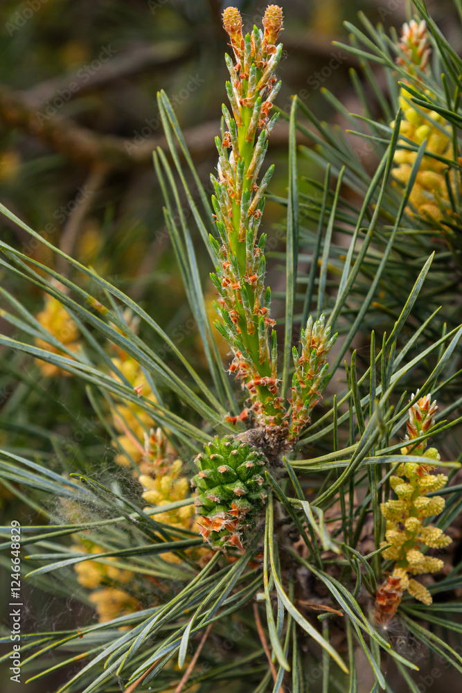 Selective focus of detail of ovoid and orange shoots of Pinus pinea and green needles with blurred background Selective focus of detail of ovoid and orange shoots of Pinus pinea and green needles with blurred background