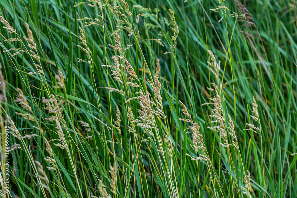 Poa trivialis rough bluegrass, rough-stalked meadow-grass or rough meadow-grass, is perennial plant regarded in US as ornamental plant. It is part of grass family Poa trivialis rough bluegrass, rough-stalked meadow-grass or rough meadow-grass, is perennial plant regarded in US as ornamental plant. It is part of grass family