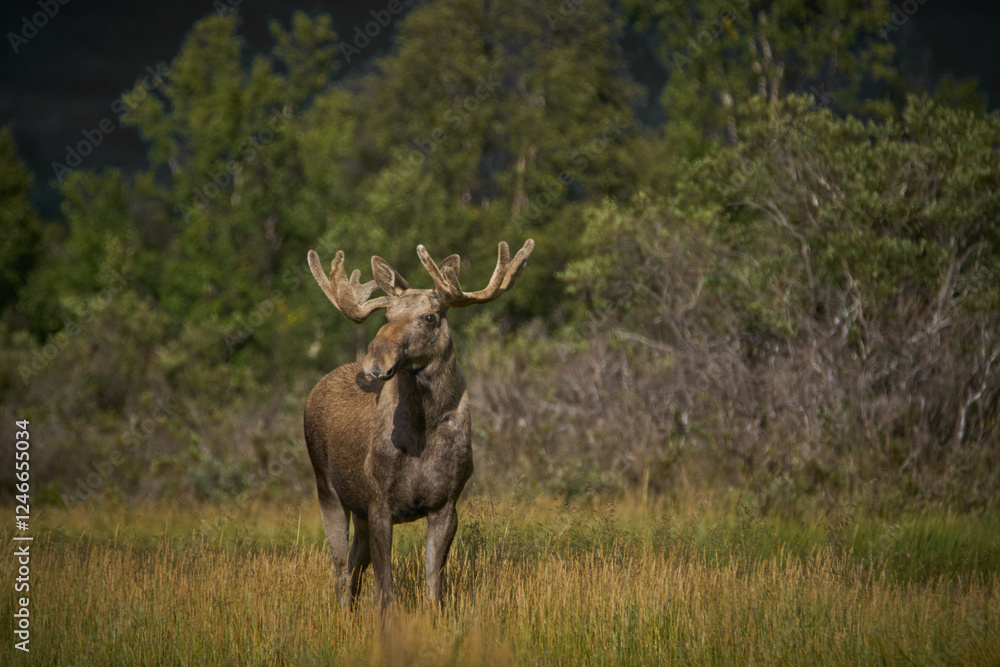 Moose in autum Moose in autum