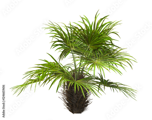 palm Tree isolated on white background. also known as the Rhapidophyllum hystrix, European fan palm, Phoenix roebelenii, dwarf date palm, pygmy date palm, robellini palm, Chusan palm, needle palm. photo