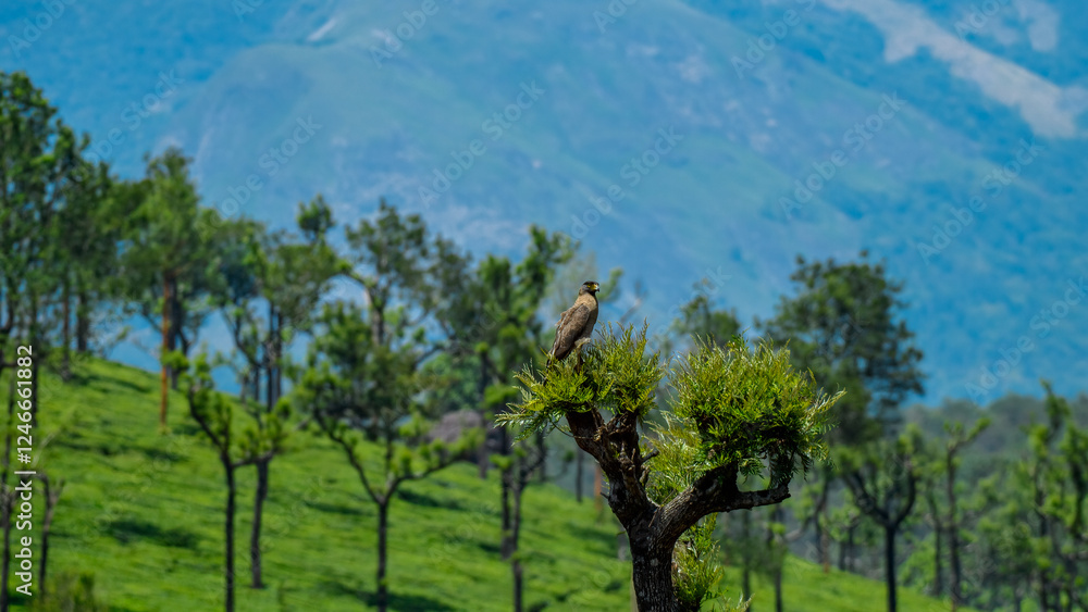 Serpent eagle on atree in the middle of a tea plantation in munnar, Kerala Serpent eagle on atree in the middle of a tea plantation in munnar, Kerala