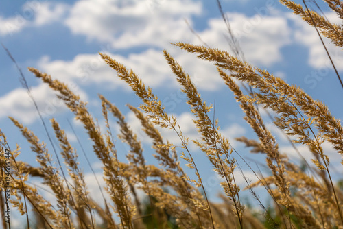 Inflorescence of wood small-reed Calamagrostis epigejos on a meadow photo