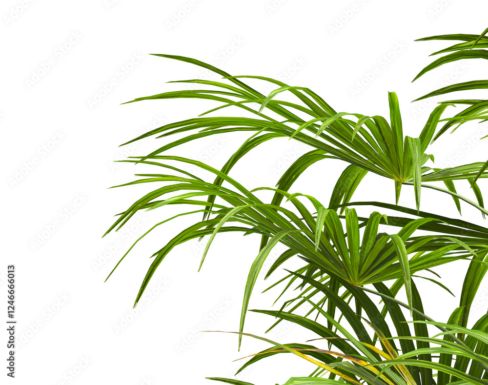 Obraz premium corner palm Tree branch isolated on white background. also known as the Rhapidophyllum hystrix, European fan palm, Phoenix roebelenii, dwarf date palm, pygmy date palm, robellini palm, needle palm.