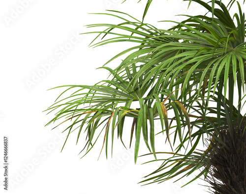 corner palm Tree branch isolated on white background. also known as the Rhapidophyllum hystrix, European fan palm, Phoenix roebelenii, dwarf date palm, pygmy date palm, robellini palm, needle palm. photo