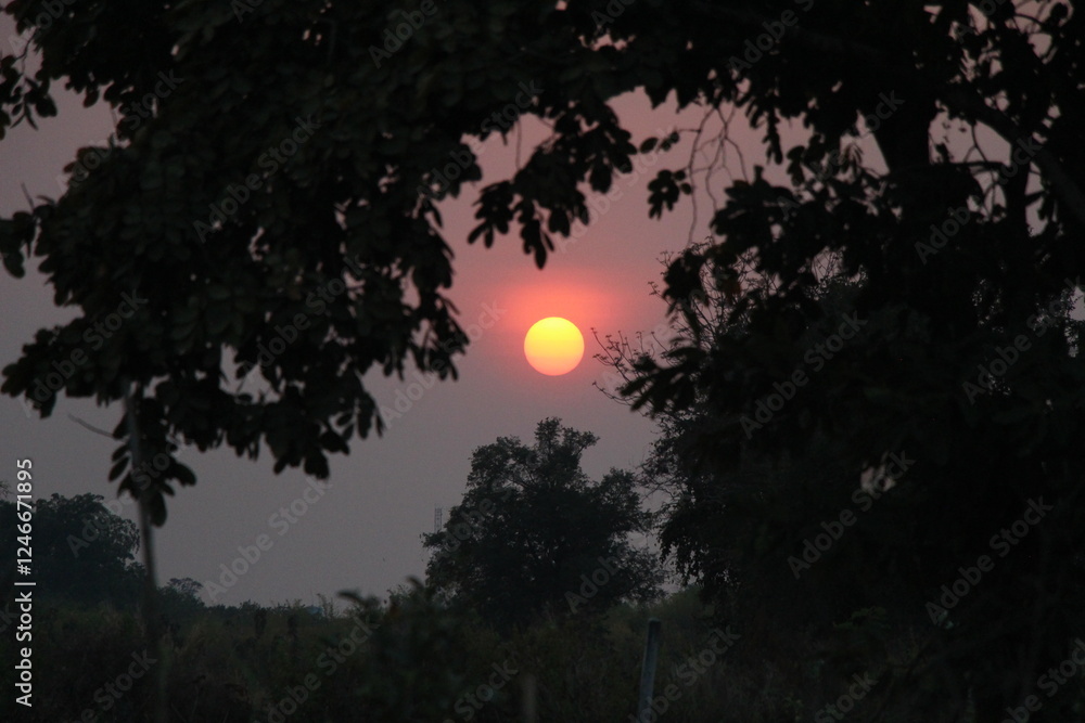 sunset in the forest sunset in the forest