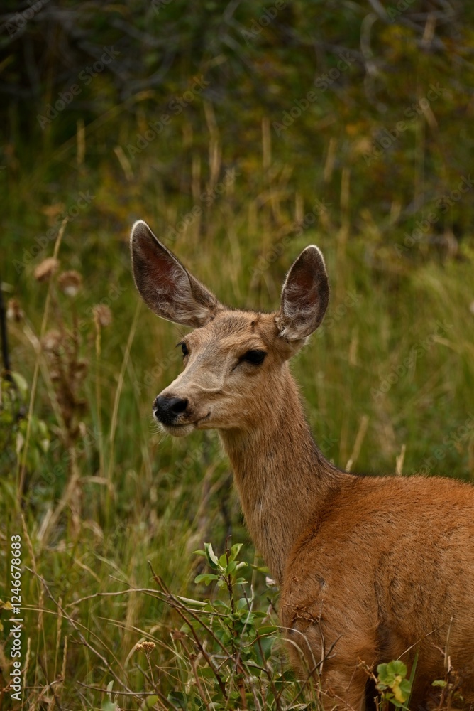 deer in the woods deer in the woods