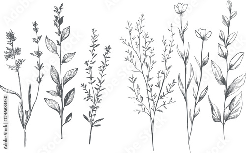 Different kind field grass, wild herbs, hand-drawn black ink graphic sketch on white background