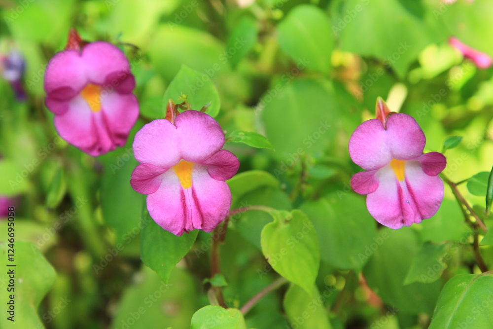 Impatiens putii Craib,
The native range of this species is south west Peninsula Thailand.
It grows primarily in the wet tropical biome.
Khao Lom Muak ,Prachuap Khiri Khan province, THAILAND Impatiens putii Craib,
The native range of this species is south west Peninsula Thailand.
It grows primarily in the wet tropical biome.
Khao Lom Muak ,Prachuap Khiri Khan province, THAILAND