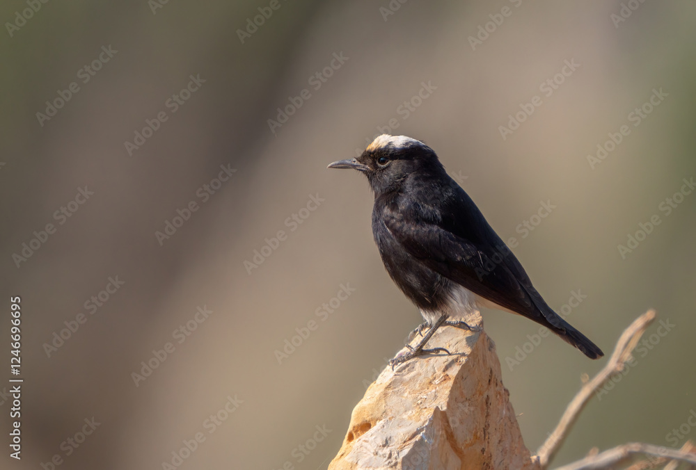 White crowned wheatear bird perched waiting White crowned wheatear bird perched waiting
