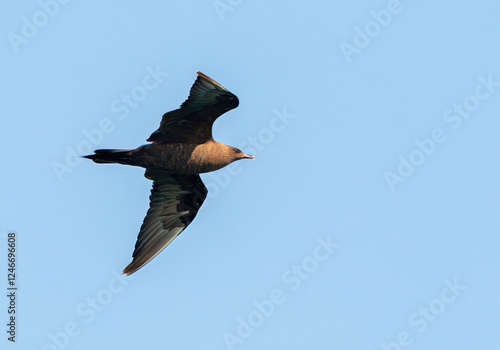 Parasitic and Pomarine jaeger flying in the sea photo