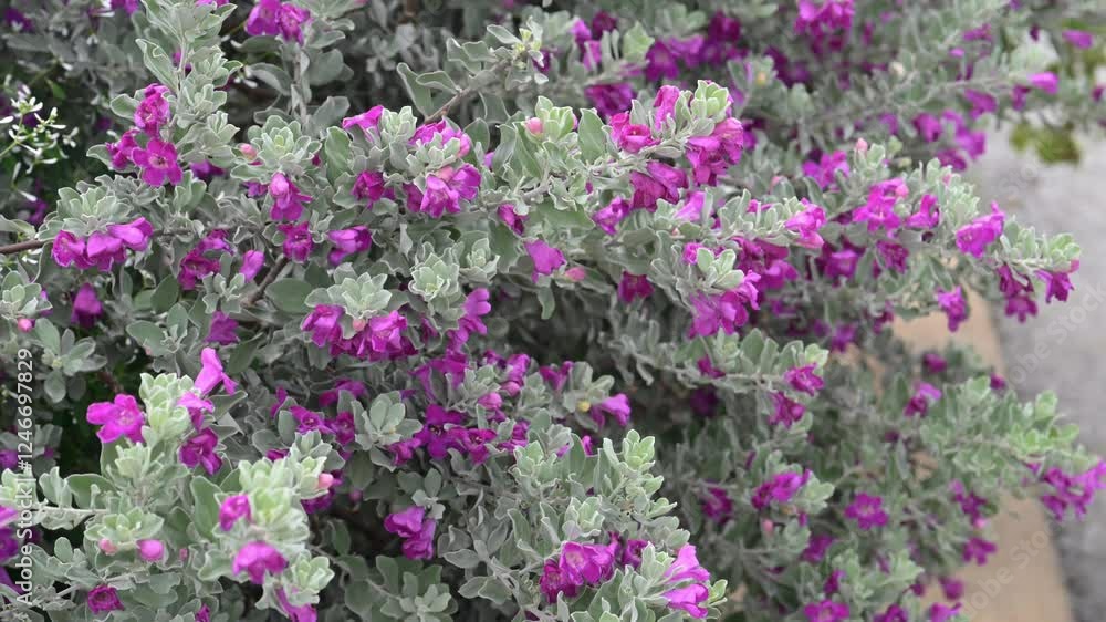 Beautiful Texas Sage (leucophyllum frutescens) flowers. Beautiful Texas Sage (leucophyllum frutescens) flowers.