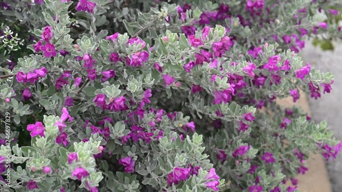 Wallpaper Mural Beautiful Texas Sage (leucophyllum frutescens) flowers. Torontodigital.ca