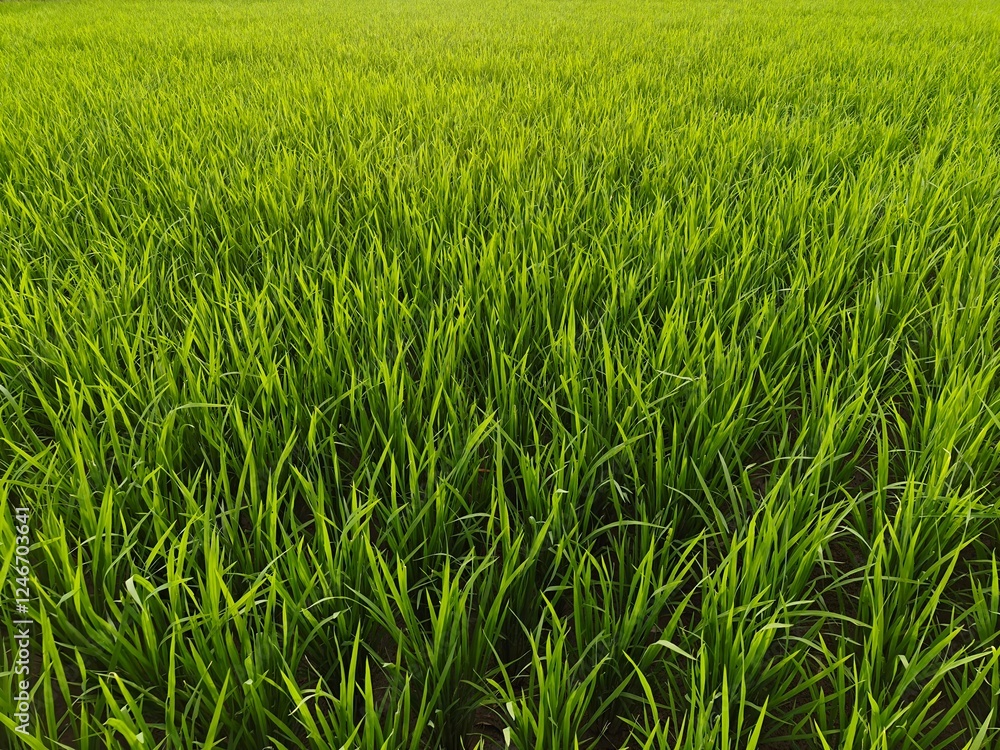 The expansive expanse of lush green rice fields provides a refreshing view. The expansive expanse of lush green rice fields provides a refreshing view.