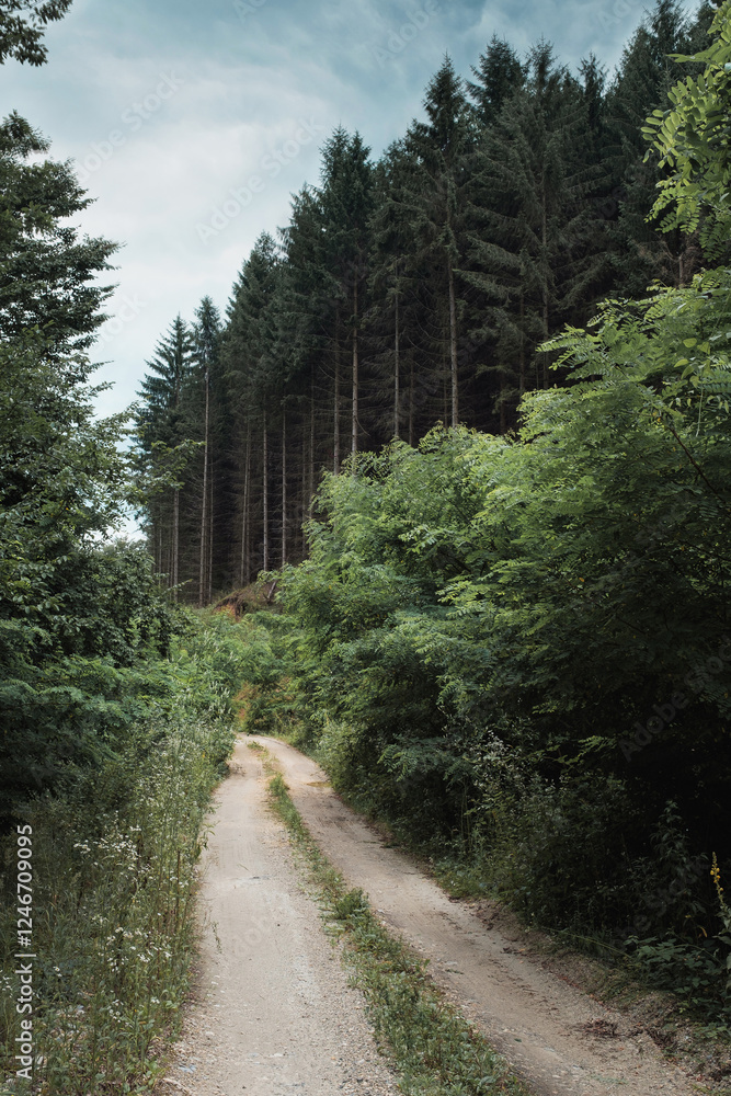 Obraz premium Unpaved gravel road in the forest with green trees