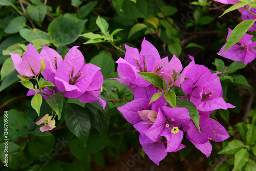 Purple bougainvillea flowers is a genus of thorny ornamental vines, bushes and trees in the family Nyctaginaceae. Native to Brazil, Peru and Argentina, it has various colors including white and red.