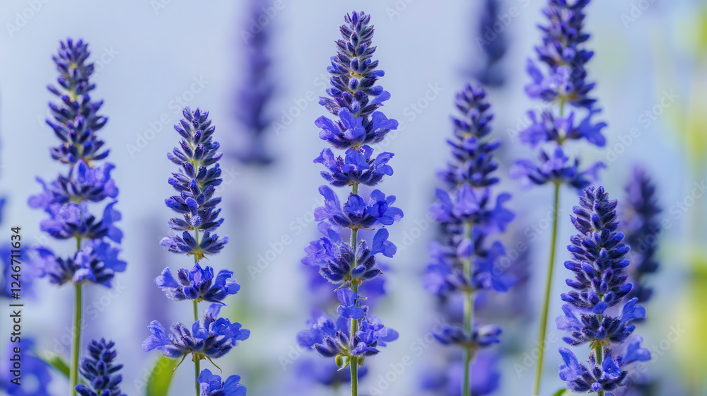 Obraz premium Vibrant blue flowers in field create serene and calming atmosphere. delicate petals and tall stems showcase nature beauty and tranquility