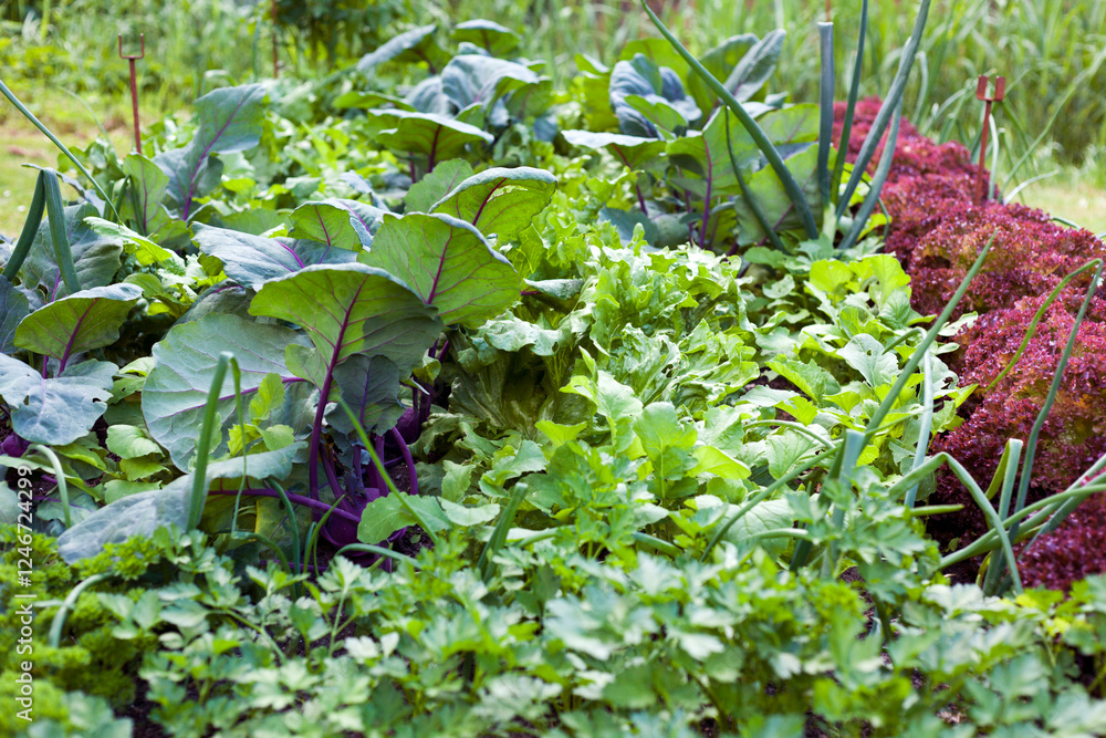 Vegetable garden with parsley, radicchio, lettuce, turnip, leek Vegetable garden with parsley, radicchio, lettuce, turnip, leek