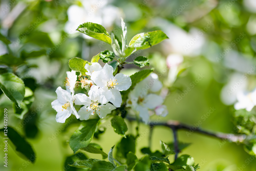 Fototapeta premium Beautiful apple tree garden blossoming on sunny spring day. Beauty in nature. Tender apple branches in spring outdoors.