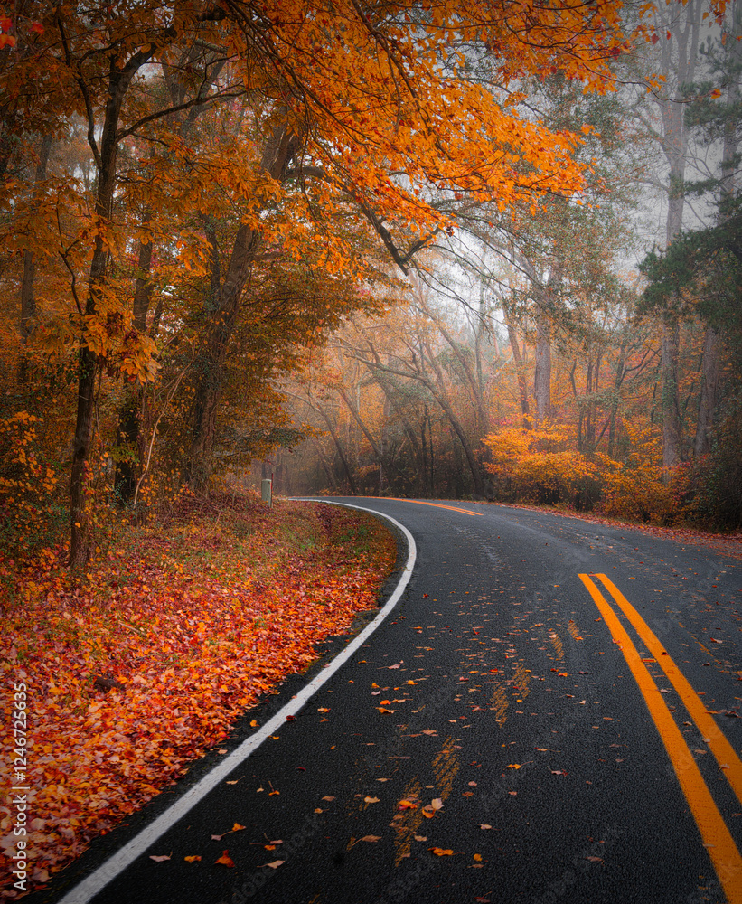 Obraz premium road in autumn