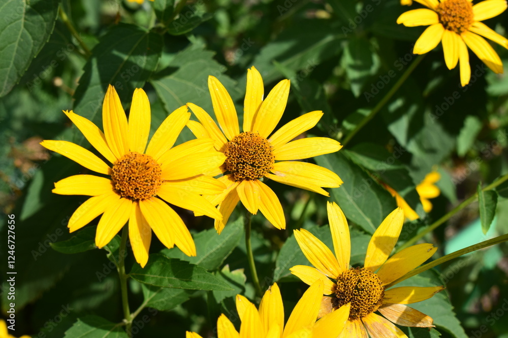 Obraz premium Bright Yellow Heliopsis with Brown Centers