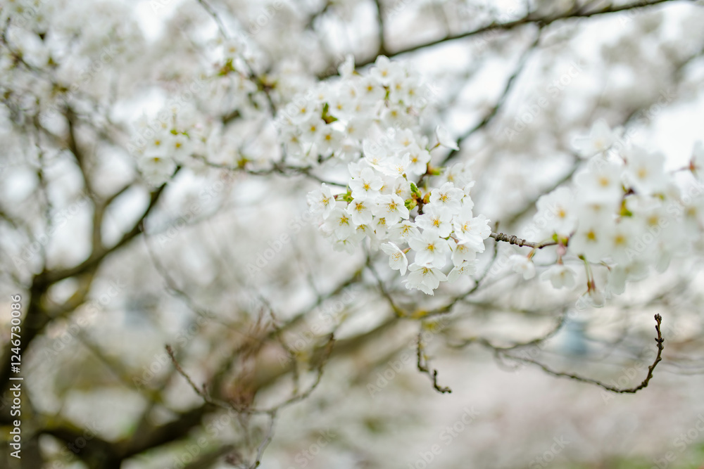 Beautiful cherry tree blossoming on spring. Beauty in nature. Tender cherry branches on spring day outdoors. Beautiful cherry tree blossoming on spring. Beauty in nature. Tender cherry branches on spring day outdoors.