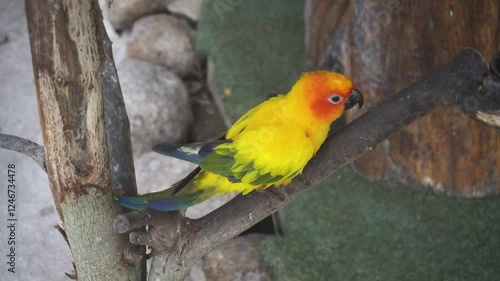 Vibrant Colorful Bird Walking on Branch in Natural Habitat
