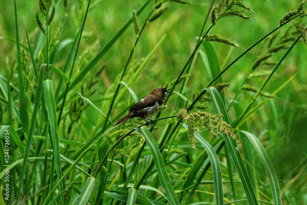 a sparrow is perching on a rice tree a sparrow is perching on a rice tree