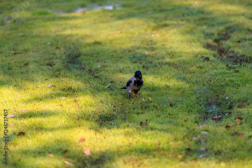 A bird is standing in a grassy field