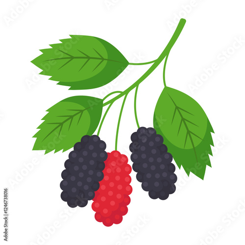 Mulberry branch isolated on transparent background. Morus black and red berries with leaves icon for package design. Vector fruit illustration in flat style.