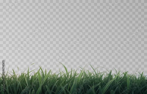 Vector grass, lawn. Grasses png, lawn png. Young green grass. Grass border, vector illustration