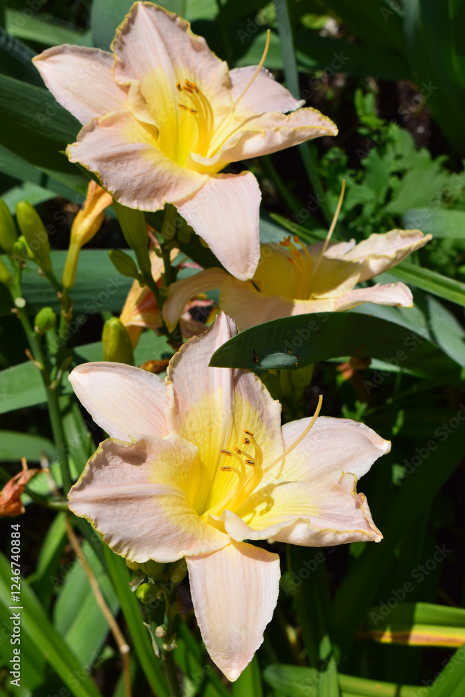 Obraz premium Two Lilies with Yellow Centers in Bright Sunlight