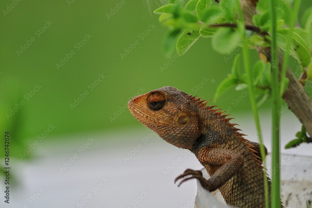 Fototapeta premium lizard leaning on a tree