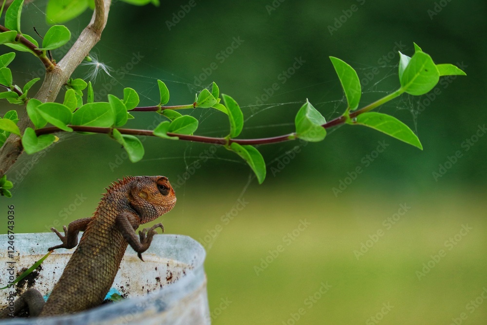 Obraz premium lizard leaning on a tree