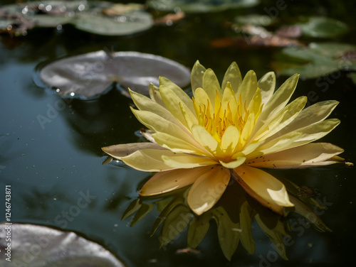 Tranquil Yellow Lotus Flower Floating on Serene Pond Water Surface photo